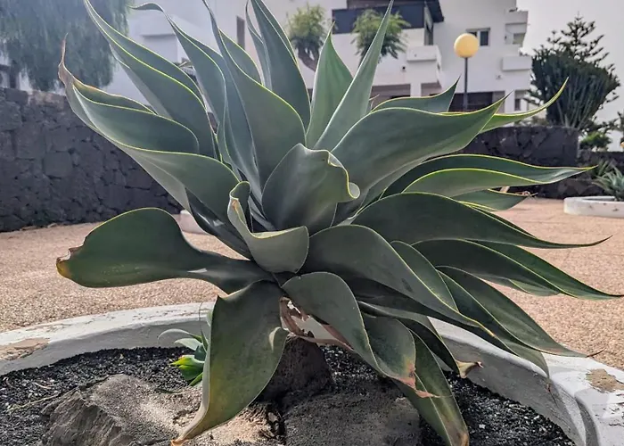 Charming Flat In Molinos With Terrace & Pools, Near Playa Bastian Διαμέρισμα Costa Teguise